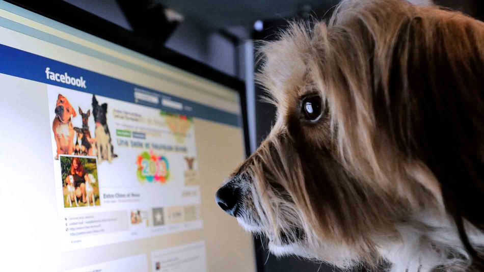 Facebook-Dog